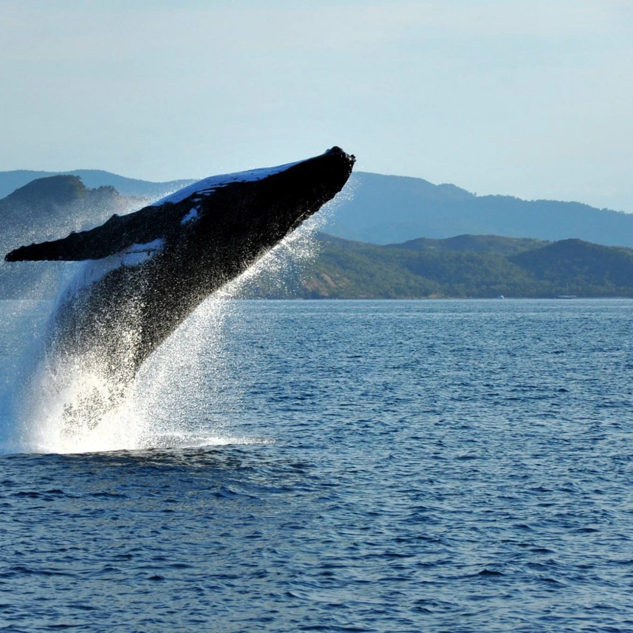 Whale Watching Whitsunday Islands - Private Charter