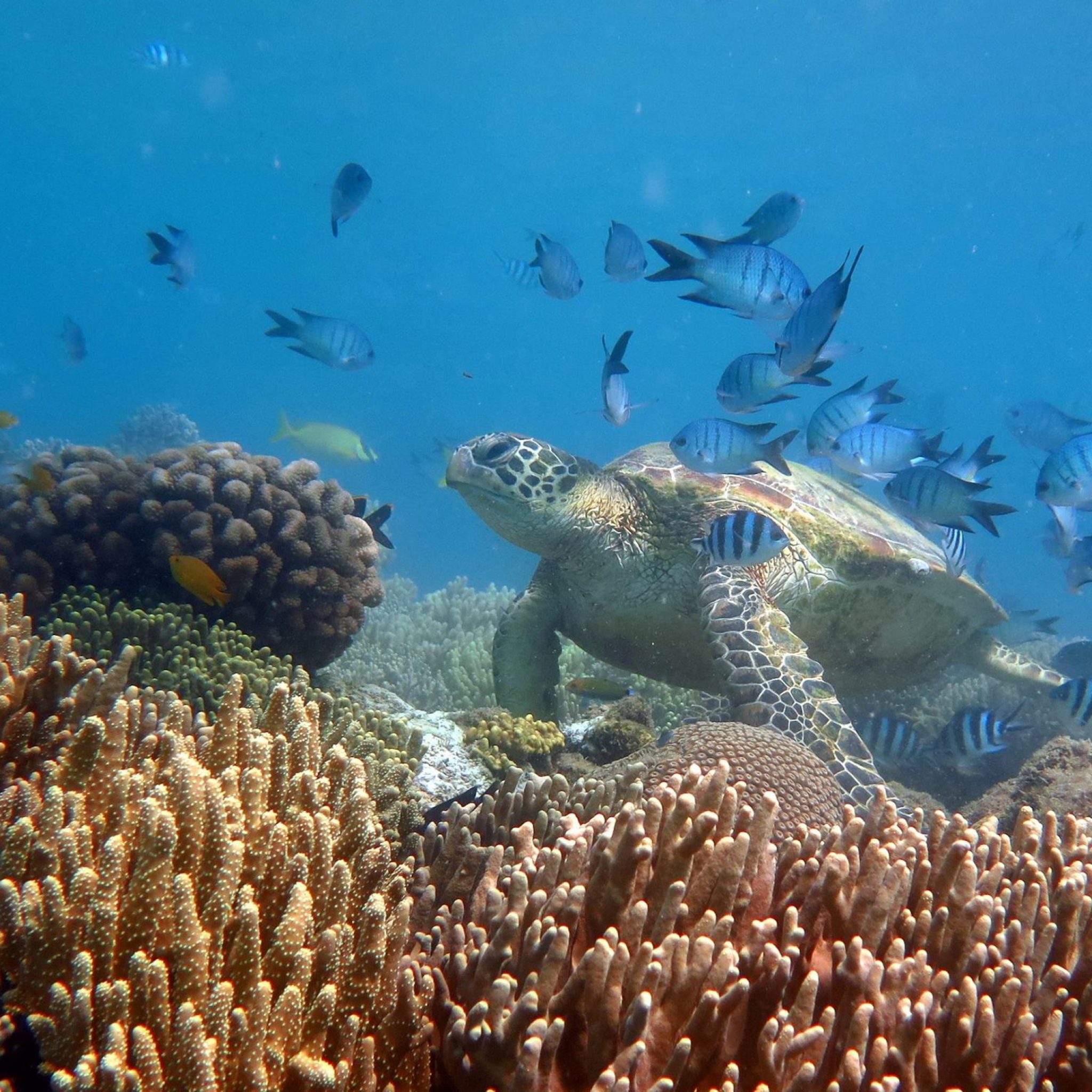 Whitsunday Islands – Half Day Private Charter