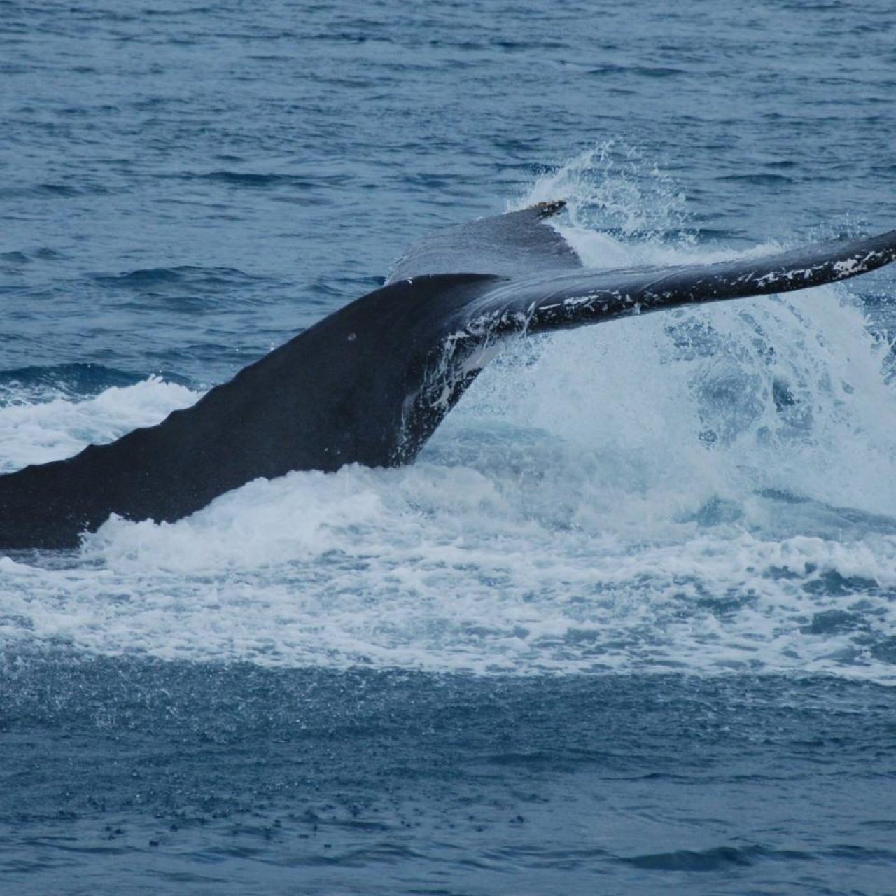 Whale Watching Whitsunday Islands - Private Charter