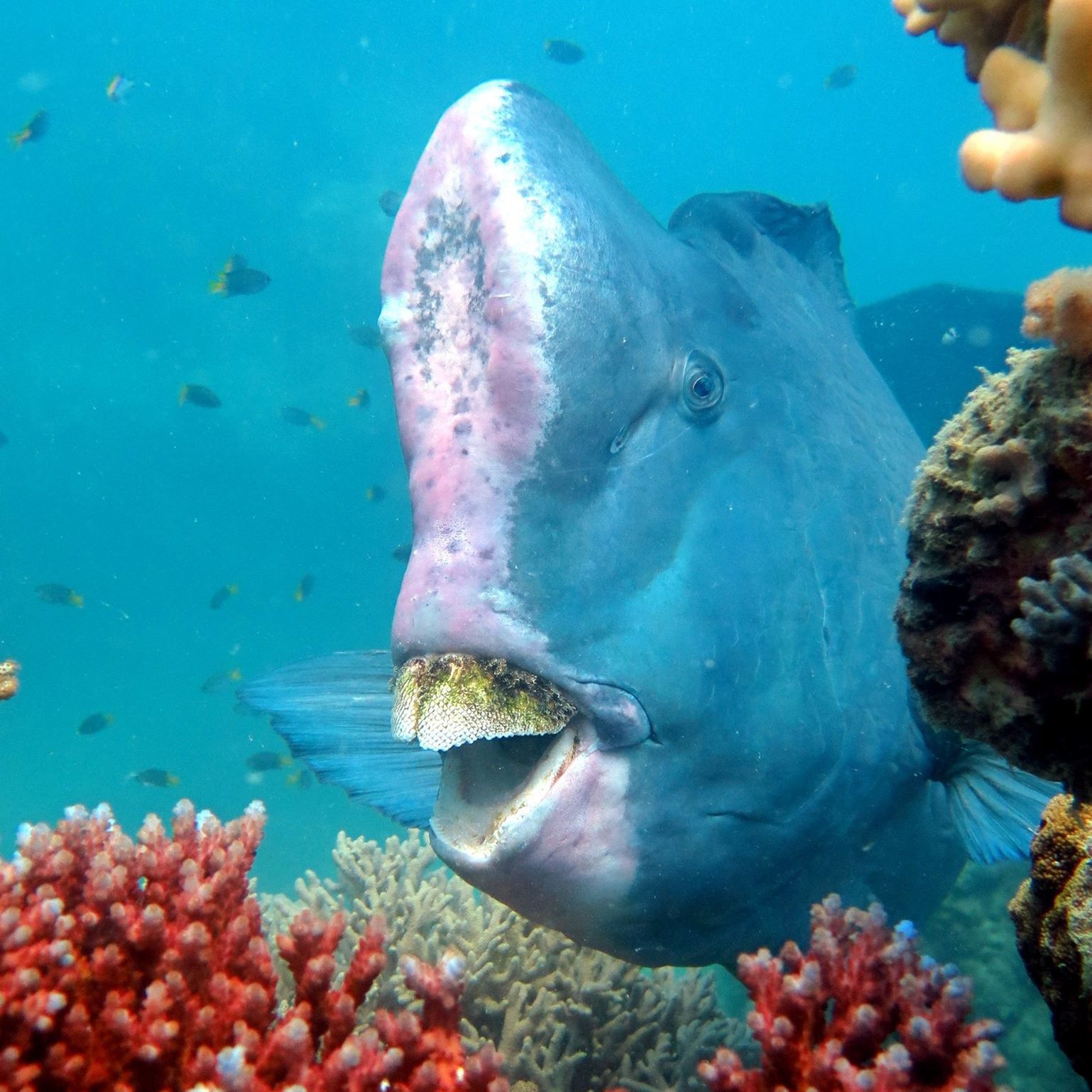 Full Day Private Charter - Whitsunday Islands