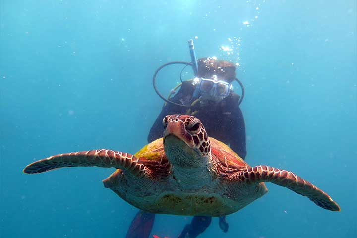 Turtle swimming in front of a scuba diver in the Whitsunday Islands