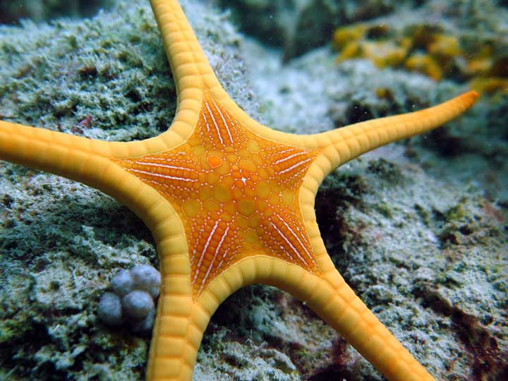 Starfish